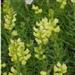Yellow Toadflax